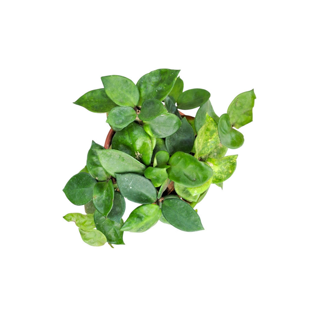Carnosa ‘Amore’ - Nook & Nature