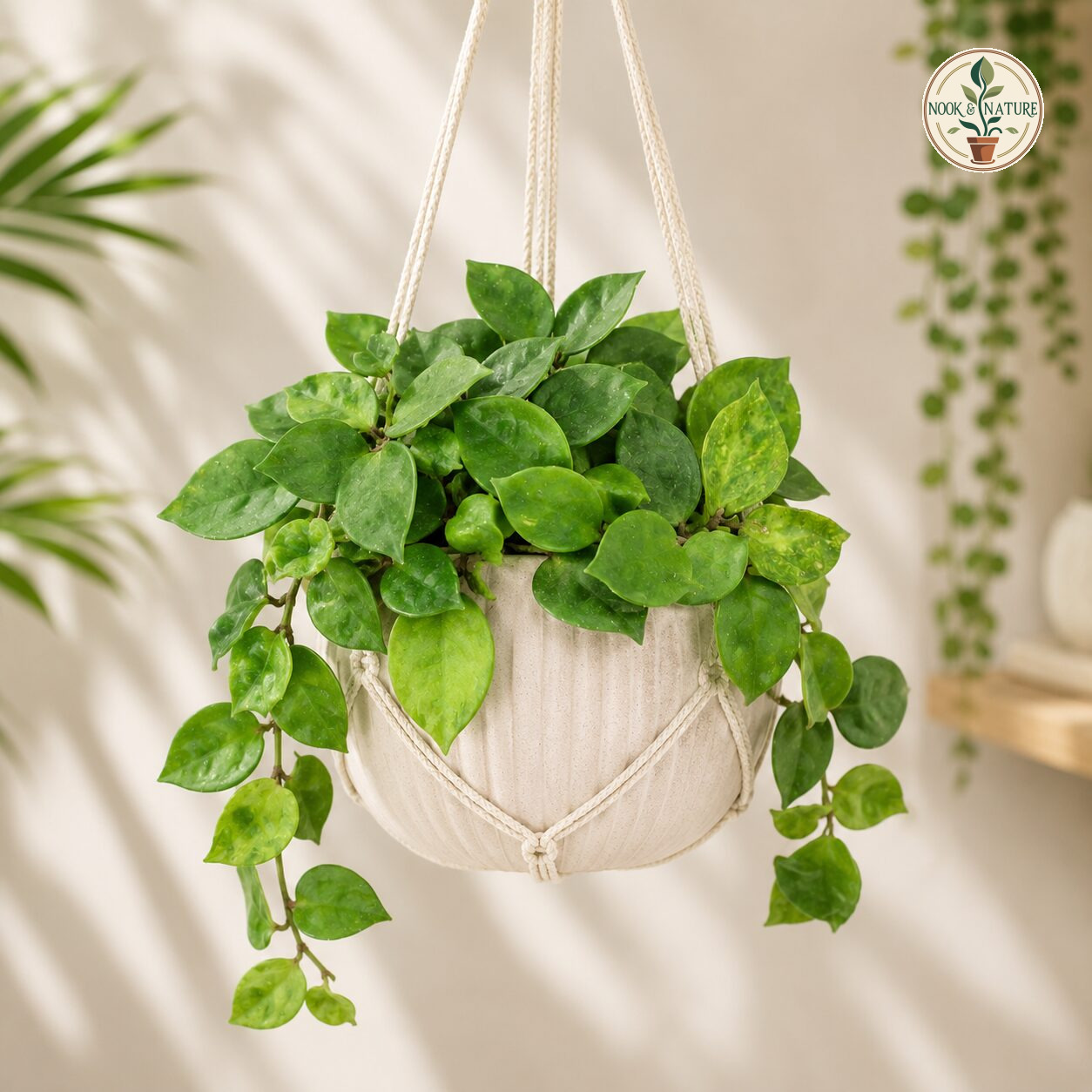 Carnosa ‘Amore’ - Nook & Nature