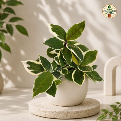 Carnosa Amore Variegated Micro Hb - Nook & Nature
