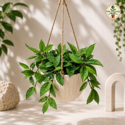 Carnosa Green Micro Hb - Nook & Nature