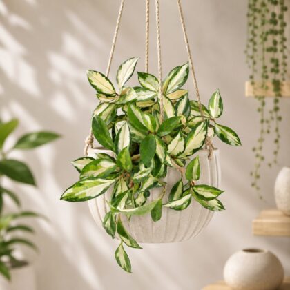 Carnosa Krimson Princess Micro Hb - Nook & Nature