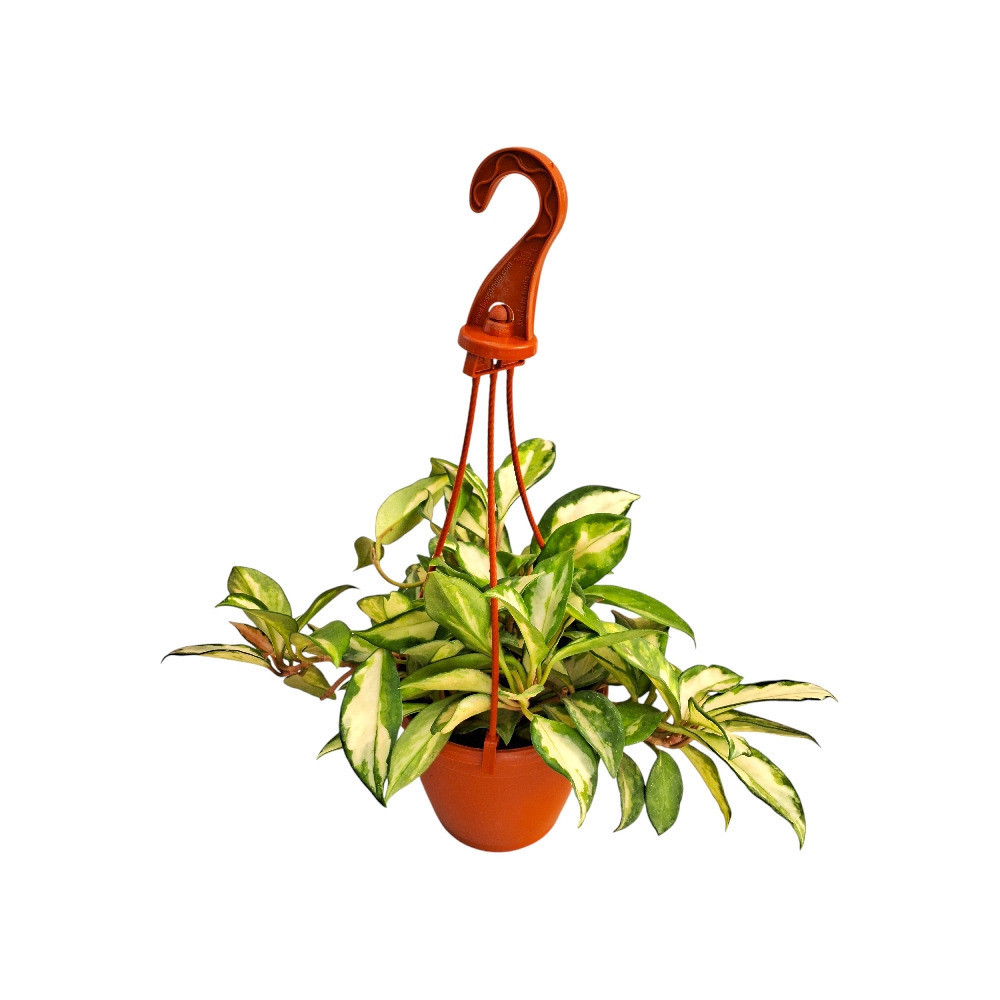 Carnosa ‘Krimson Princess’ - Nook & Nature