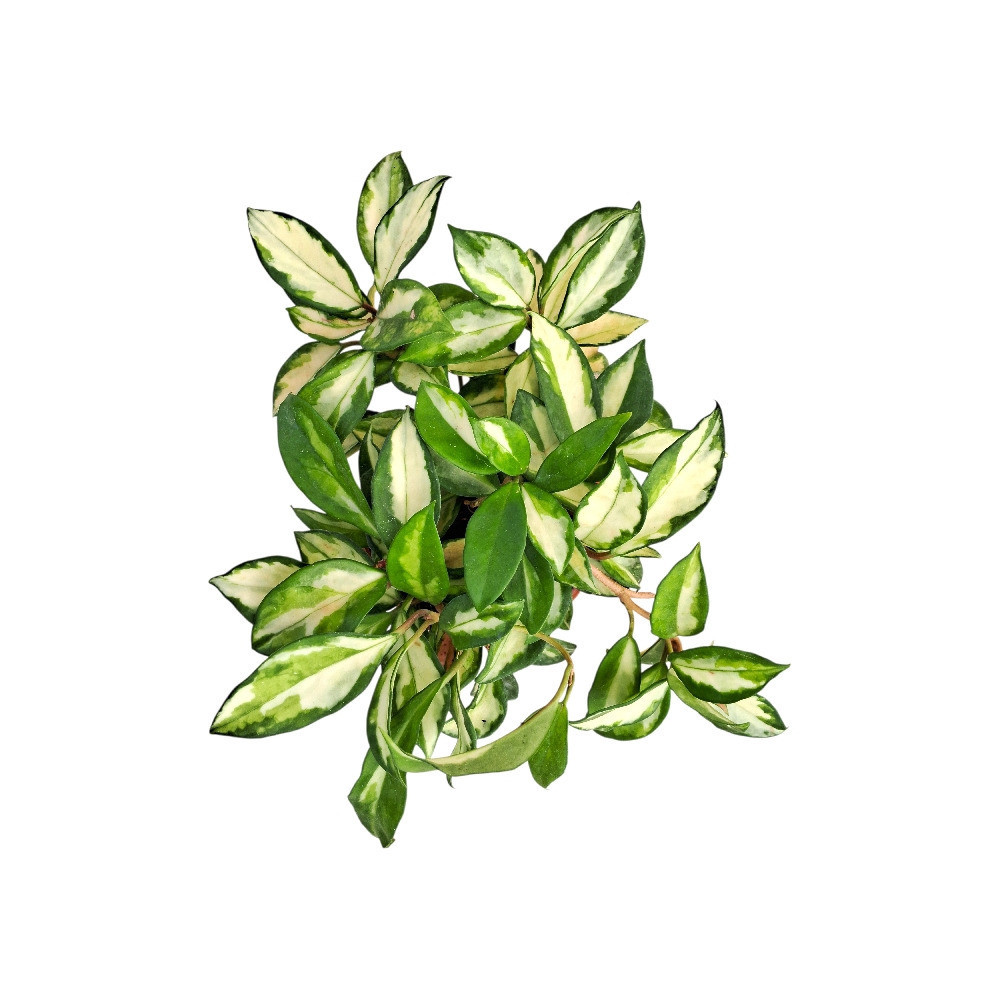 Carnosa ‘Krimson Princess’ - Nook & Nature