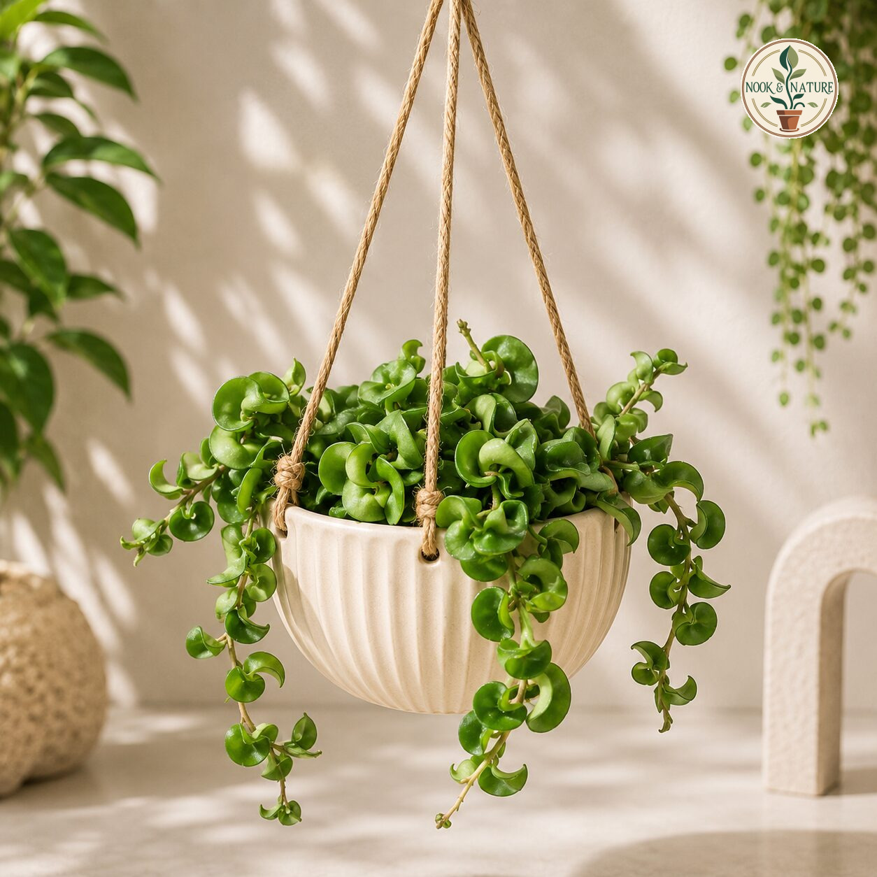 Carnosa Krinkle Kurl Green Micro Hb - Nook & Nature