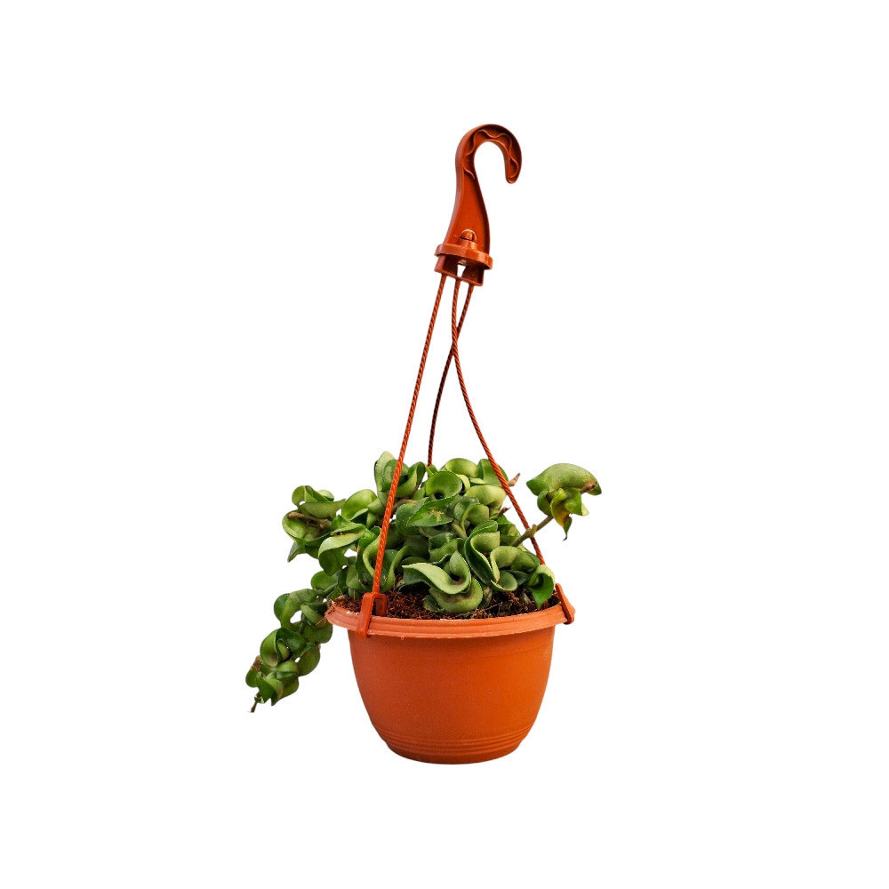 Carnosa ‘Krinkle Kurl Green’ - Nook & Nature