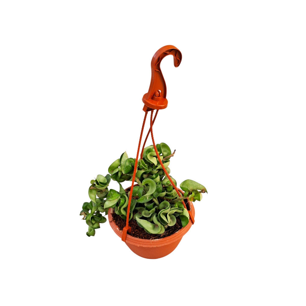 Carnosa ‘Krinkle Kurl Green’ - Nook & Nature