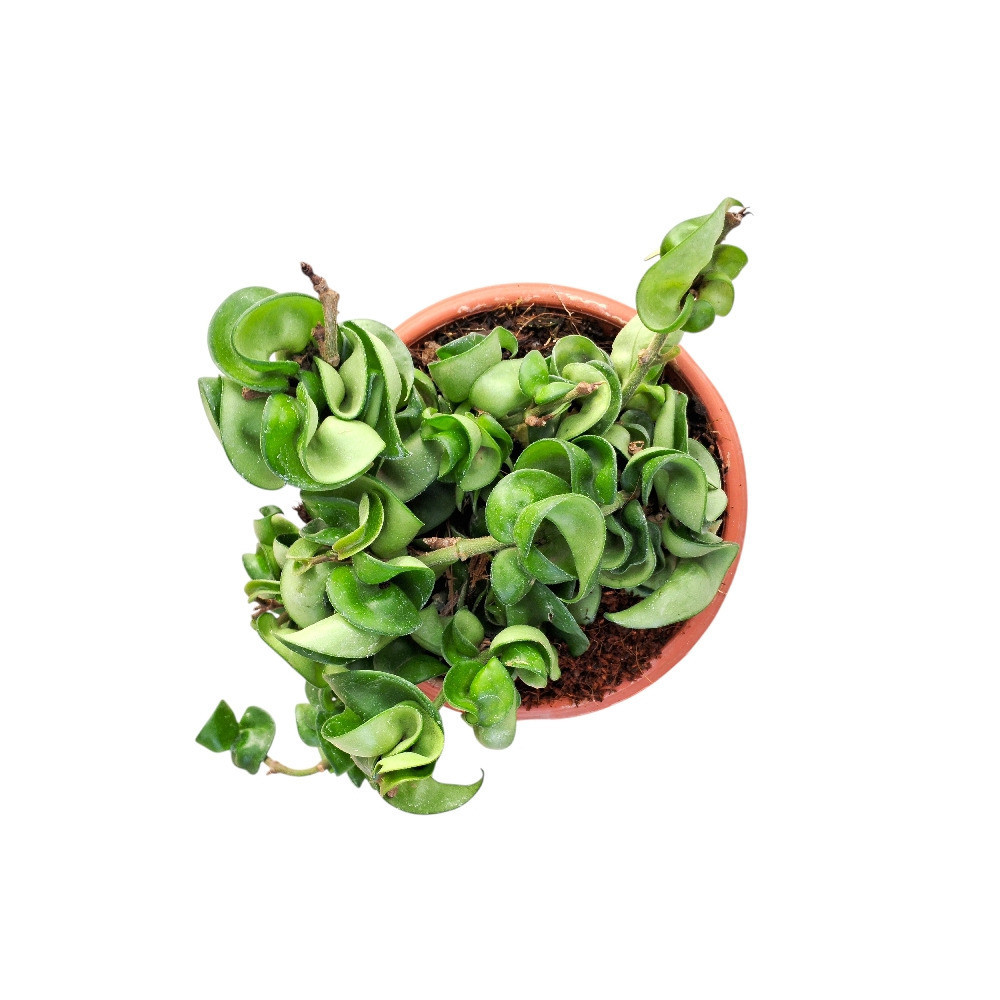 Carnosa ‘Krinkle Kurl Green’ - Nook & Nature