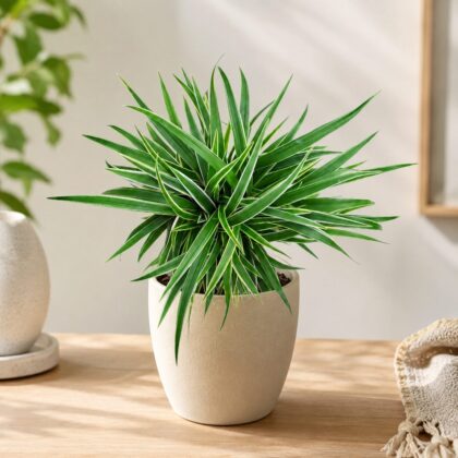Chlorophytum Alismaefolium H4 - Nook & Nature