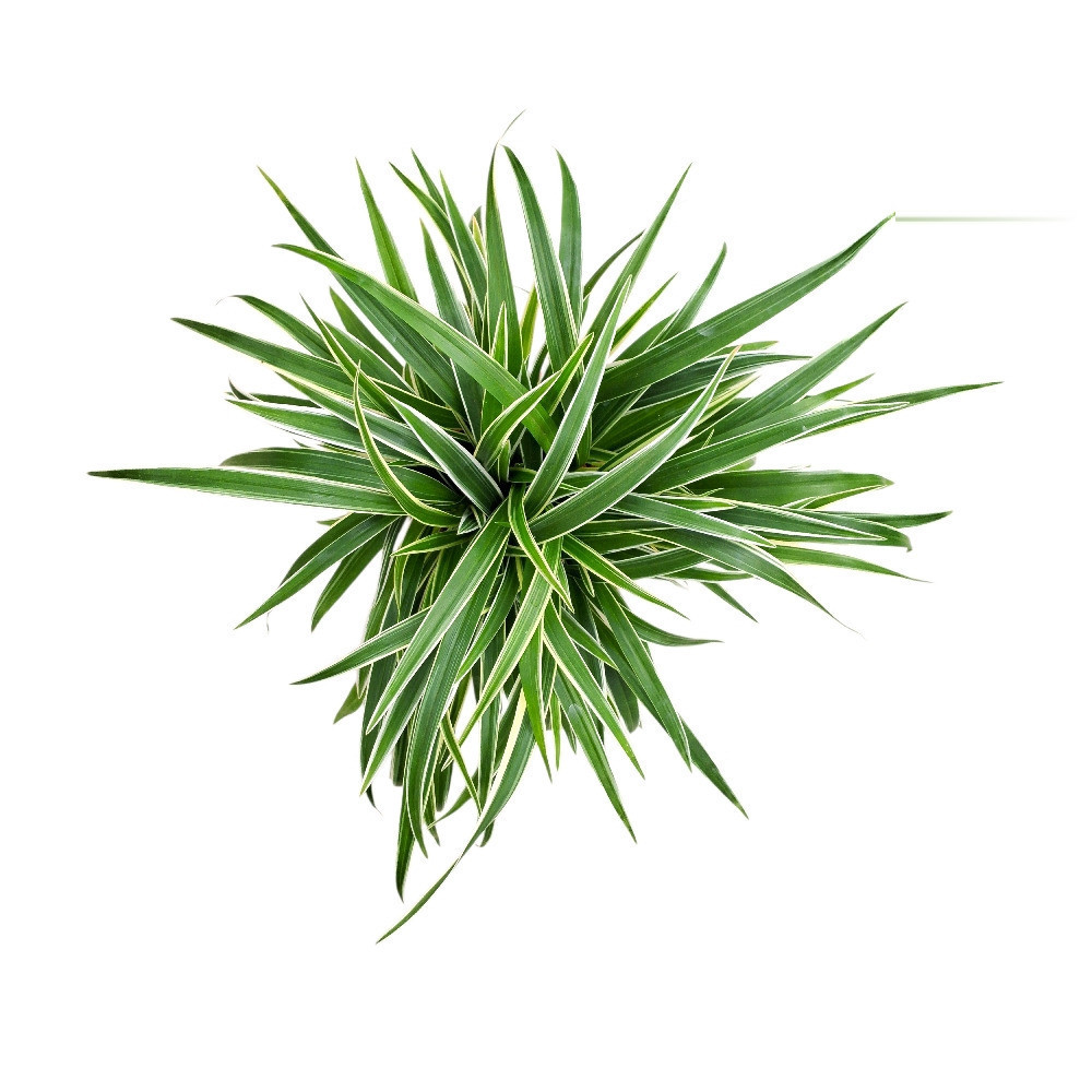 Chlorophytum Alismaefolium - Nook & Nature