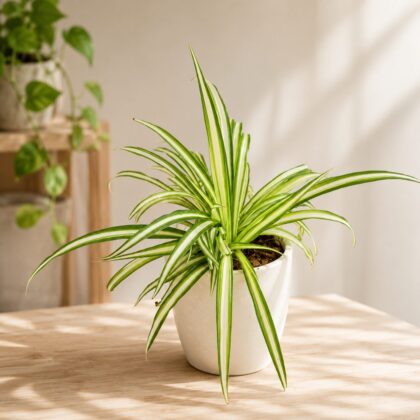 Chlorophytum Comosum Spider Plant H4 - Nook & Nature