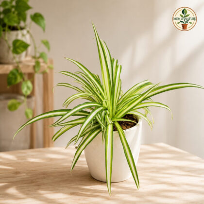 Chlorophytum Comosum Spider Plant H4 - Nook & Nature