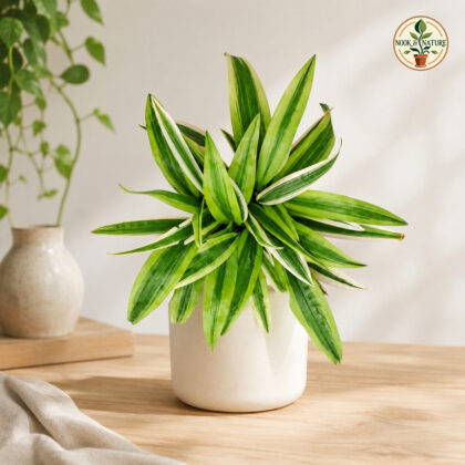 Chlorophytum Laxum Green Star H4 - Nook & Nature