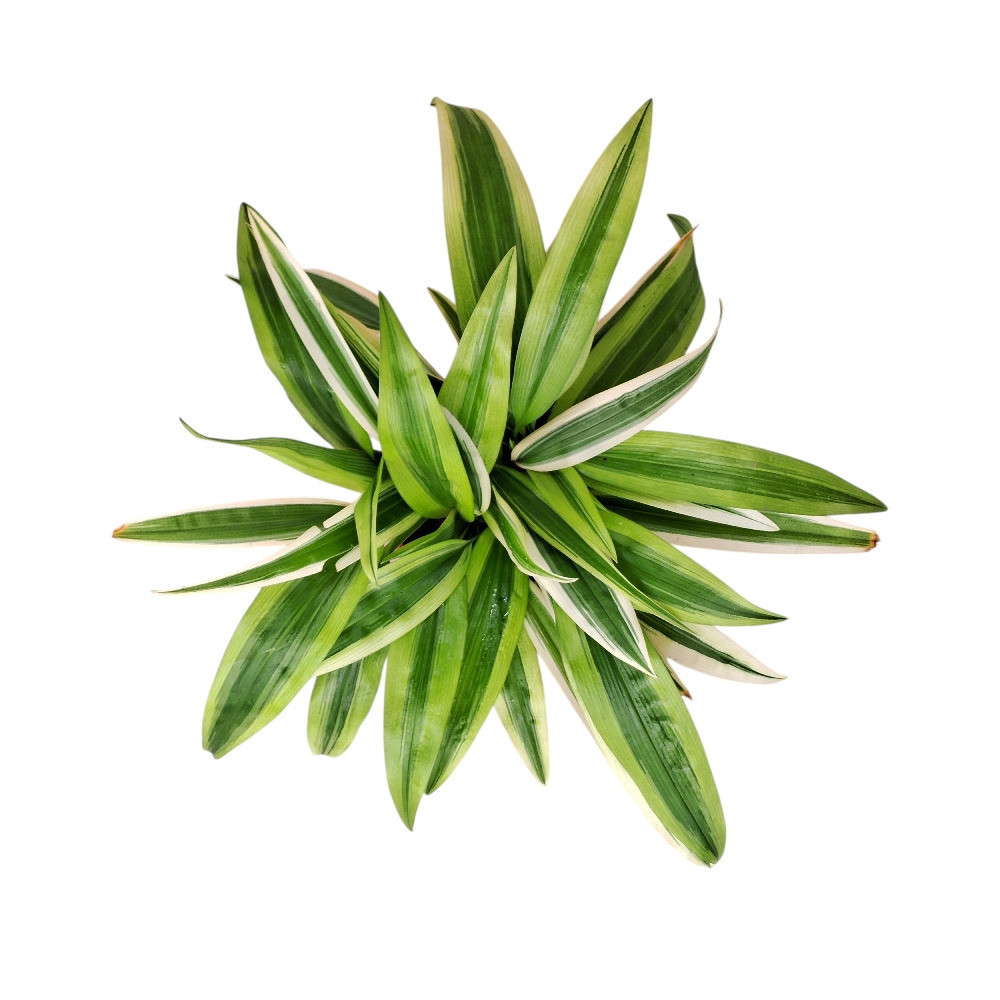 Chlorophytum Laxum ‘Green Star’ - Nook & Nature