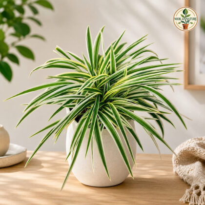 Chlorophytum Laxum Lemon Lime H4 - Nook & Nature