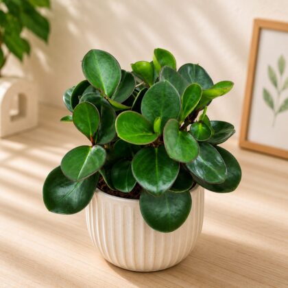 Clusifolia Red Edge H4 - Nook & Nature