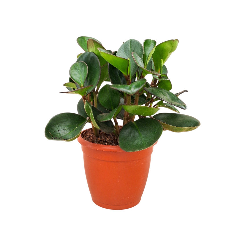 Clusifolia ‘Red edge’ - Nook & Nature