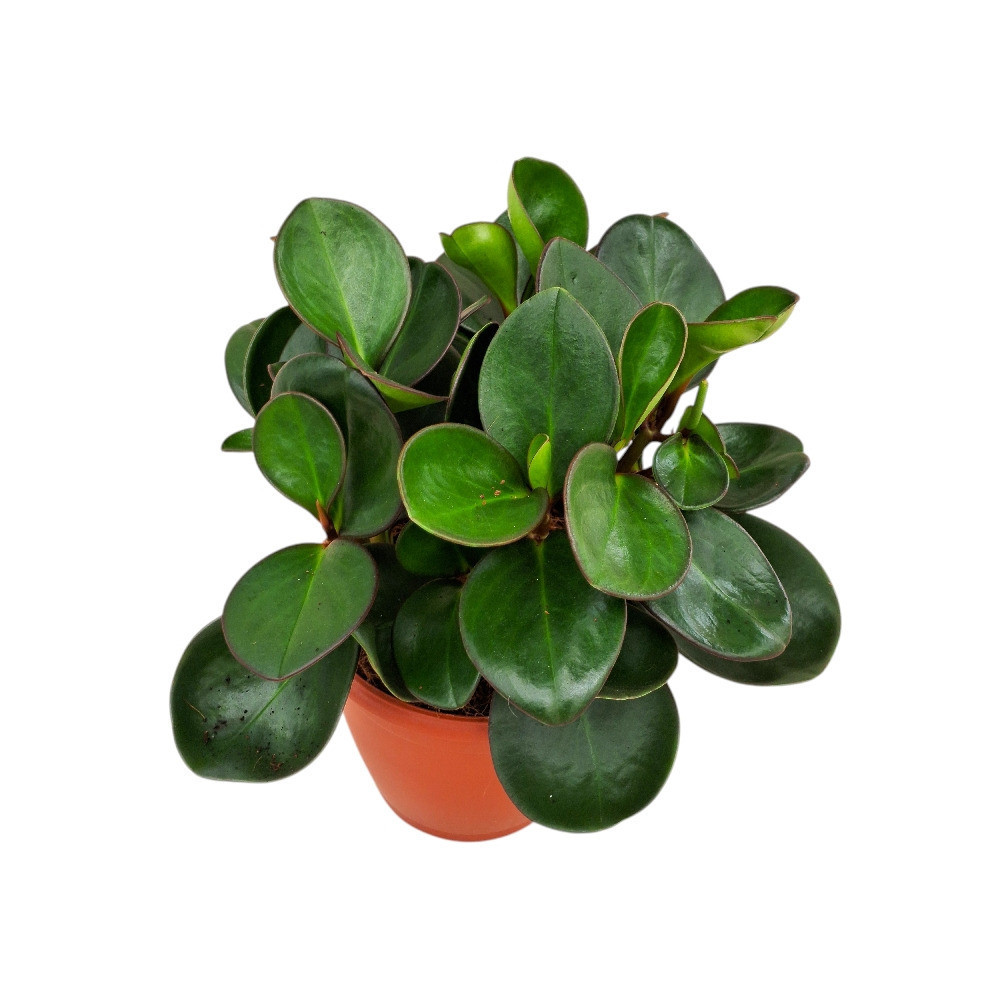 Clusifolia ‘Red edge’ - Nook & Nature