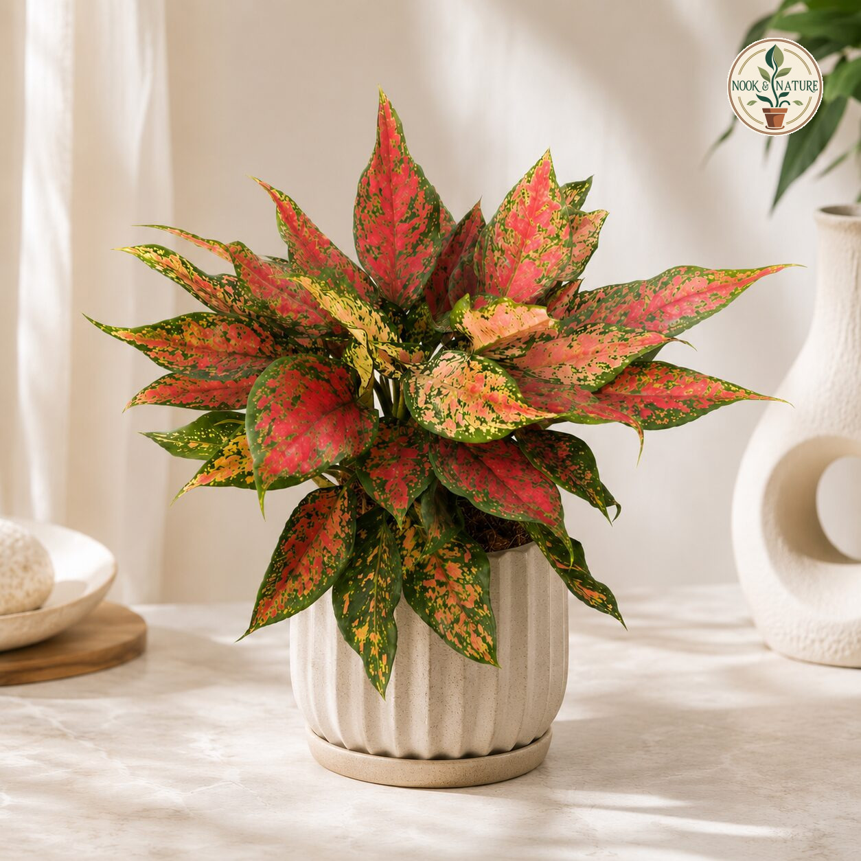 Coloured Aglaonema Rotundum Anjamanee Green H4 - Nook & Nature