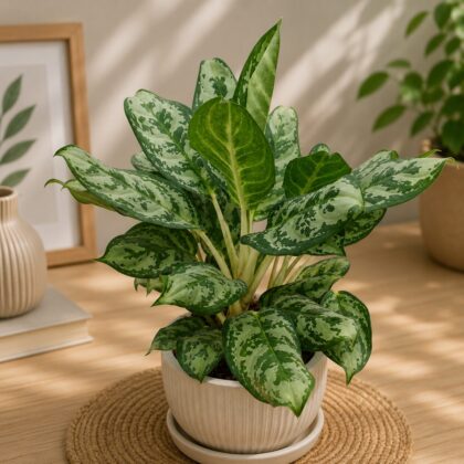 Commutatum Green Dwraf 9 Athena 4 Lwp - Nook & Nature