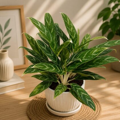 Commutatum Green Goddess H4 - Nook & Nature