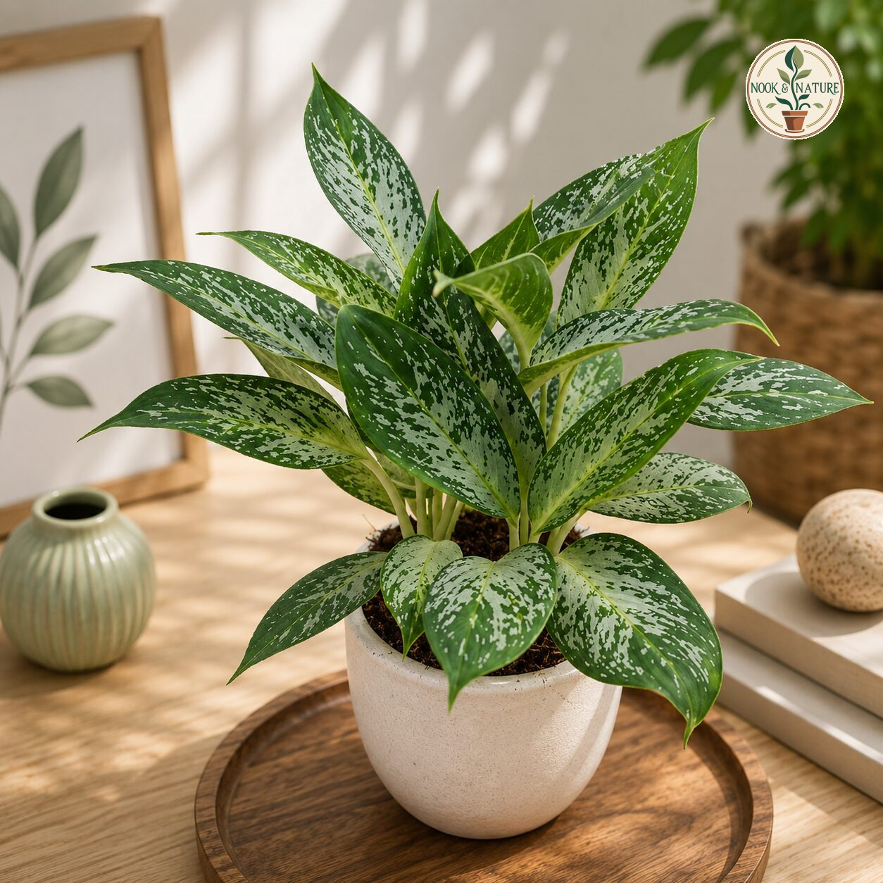 Commutatum Pearl H6 - Nook & Nature