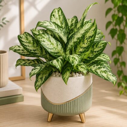 Commutatum Platinum H6 - Nook & Nature