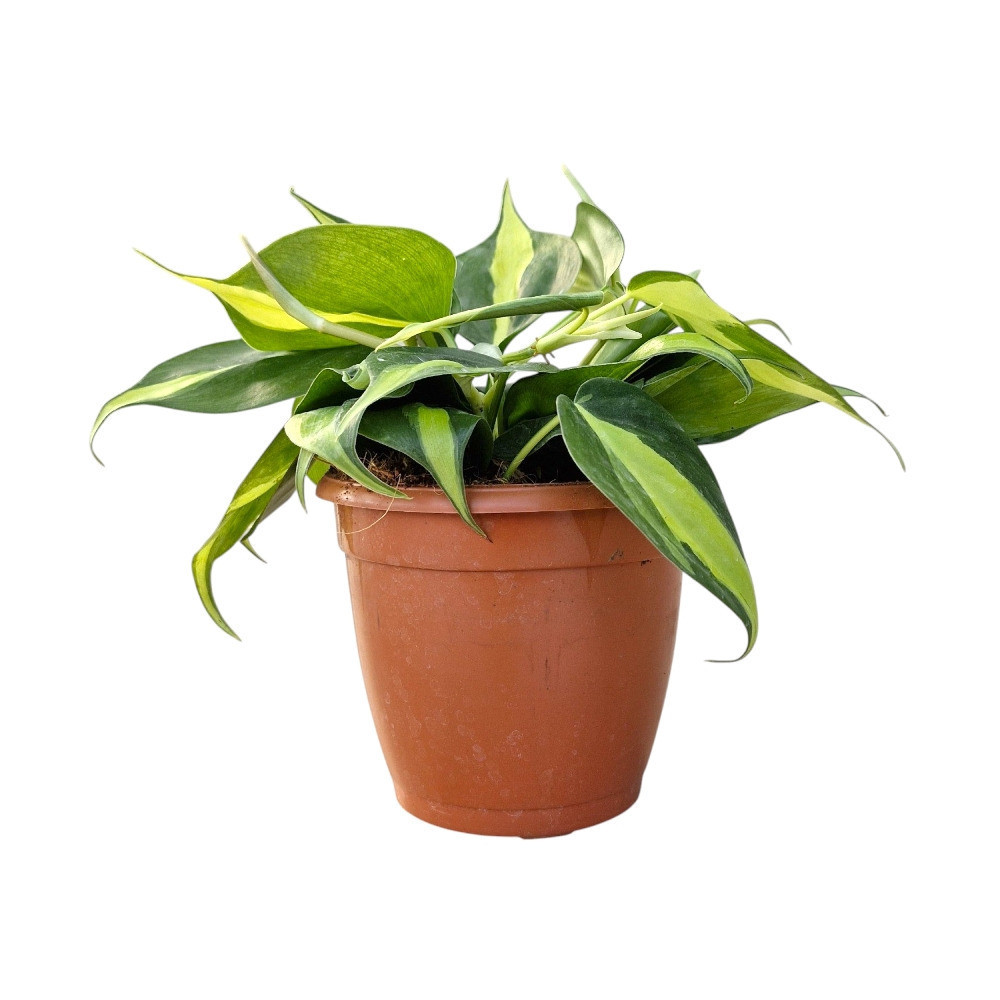 Cordatum ‘Brazil’ - Nook & Nature