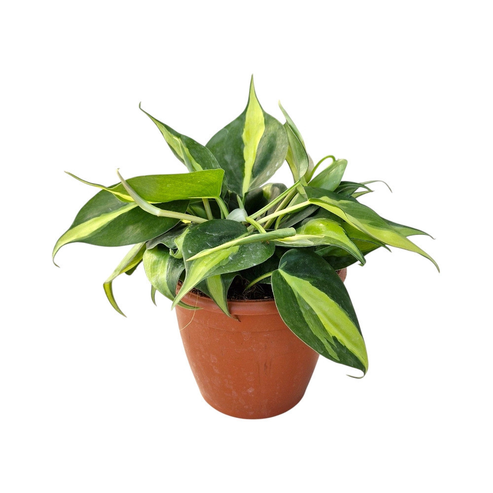 Cordatum ‘Brazil’ - Nook & Nature