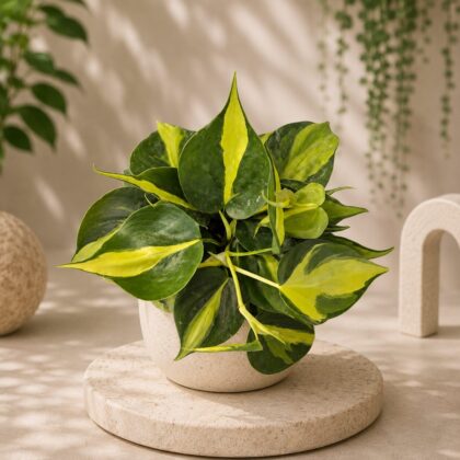 Cordatum Brazil Sq 60 - Nook & Nature