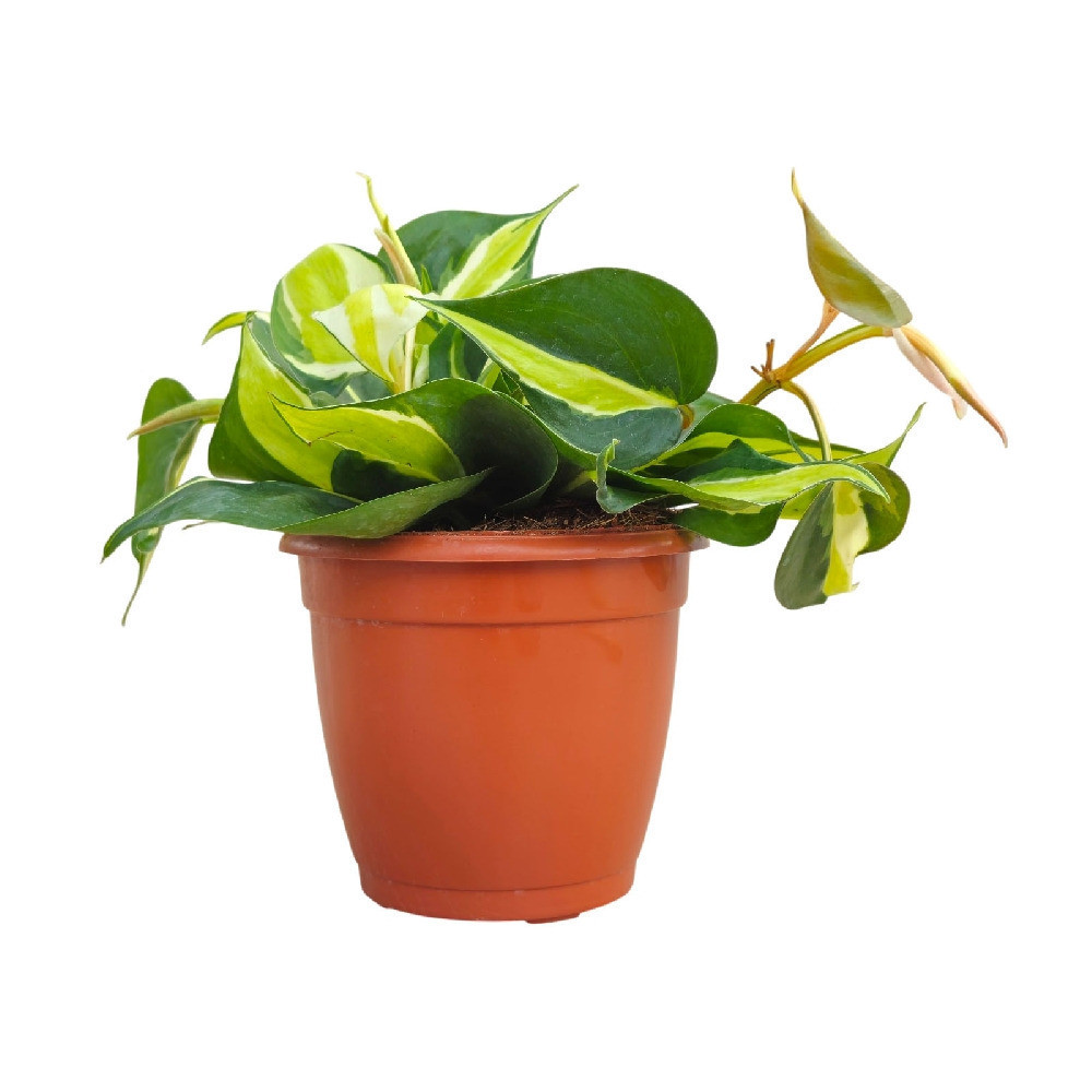 Cordatum ‘Creme Splash’ - Nook & Nature