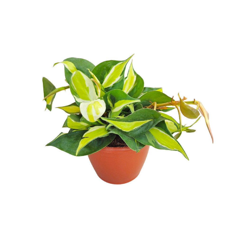 Cordatum ‘Creme Splash’ - Nook & Nature