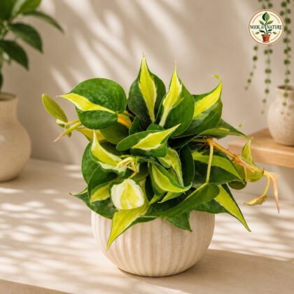 Cordatum Creme Splash Sq 60 - Nook & Nature
