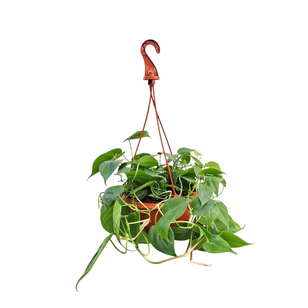 Cordatum ‘Green’ - Nook & Nature