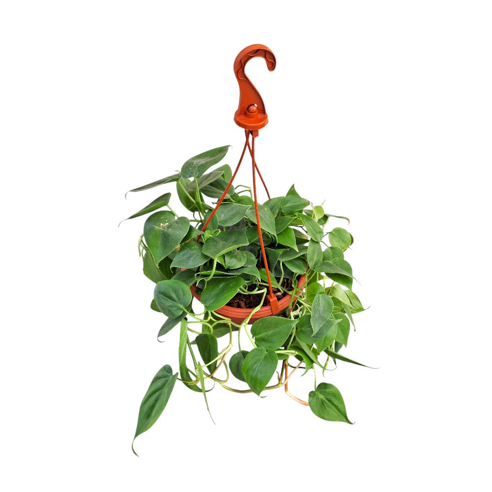 Cordatum ‘Green’ - Nook & Nature