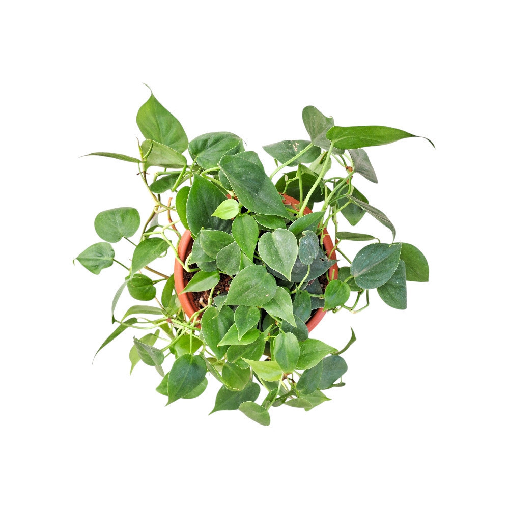 Cordatum ‘Green’ - Nook & Nature