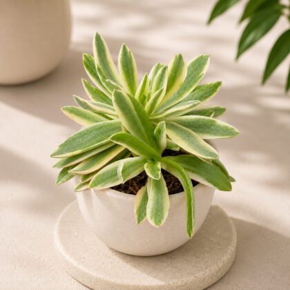 Crassula Capitella Campfire Variegated H1 - Nook & Nature