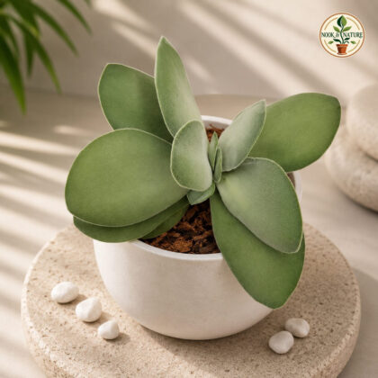 Crassula dubia - Nook & Nature