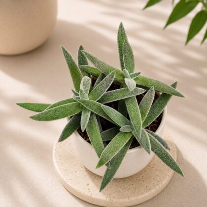 Crassula mesembryanthemoides Hybrida (Velvet Crassula Hybrid) - Nook & Nature