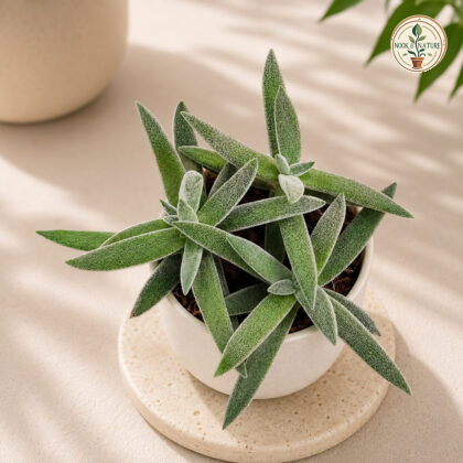 Crassula mesembryanthemoides Hybrida (Velvet Crassula Hybrid) - Nook & Nature
