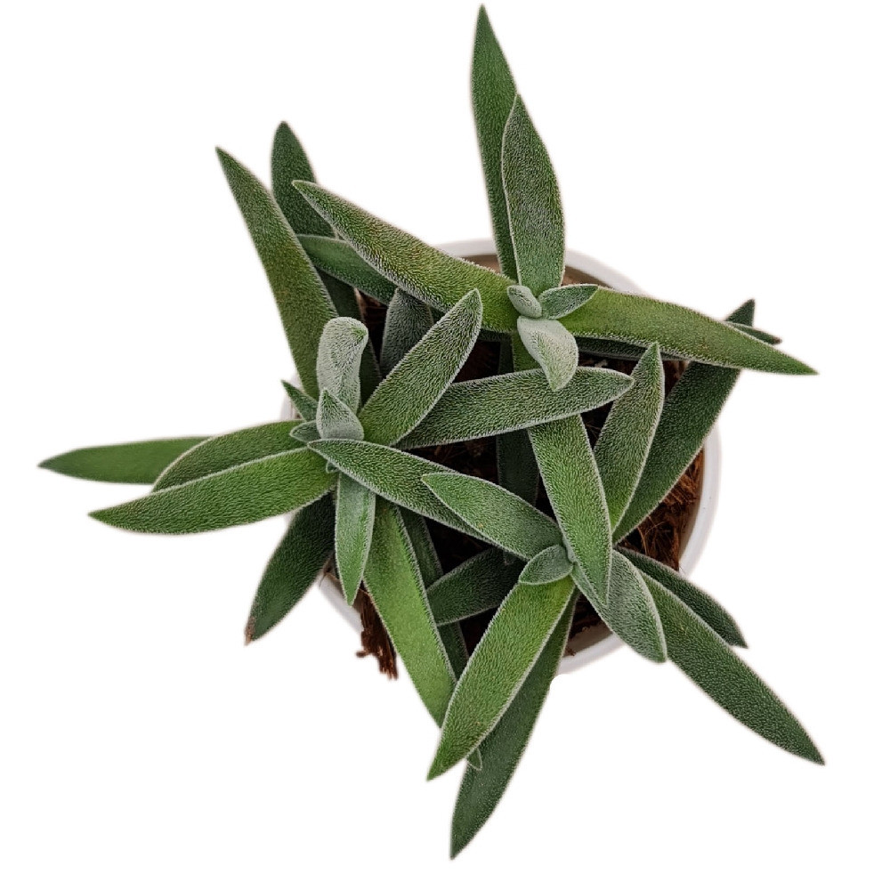 Crassula mesembryanthemoides Hybrida (Velvet Crassula Hybrid) - Nook & Nature