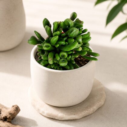 Crassula Ovata Gollum Gollum Jade Plant H1 - Nook & Nature