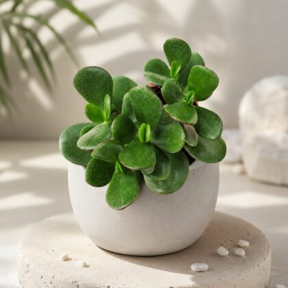 Crassula Ovata Green Classic Jade Plant H1 - Nook & Nature