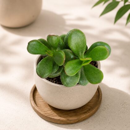 Crassula Ovata Hobbit Hobbit Jade Plant H1 - Nook & Nature