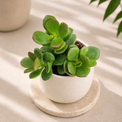Crassula Ovata Minima Miniature Jade Plant H1 - Nook & Nature