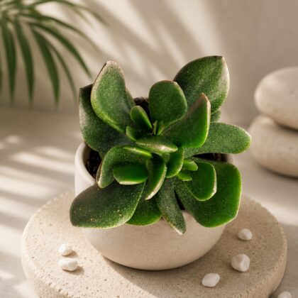 Crassula Ovata Pearl Jade Pearl Jade Succulent H1 - Nook & Nature