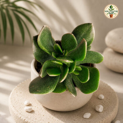 Crassula Ovata Pearl Jade Pearl Jade Succulent H1 - Nook & Nature