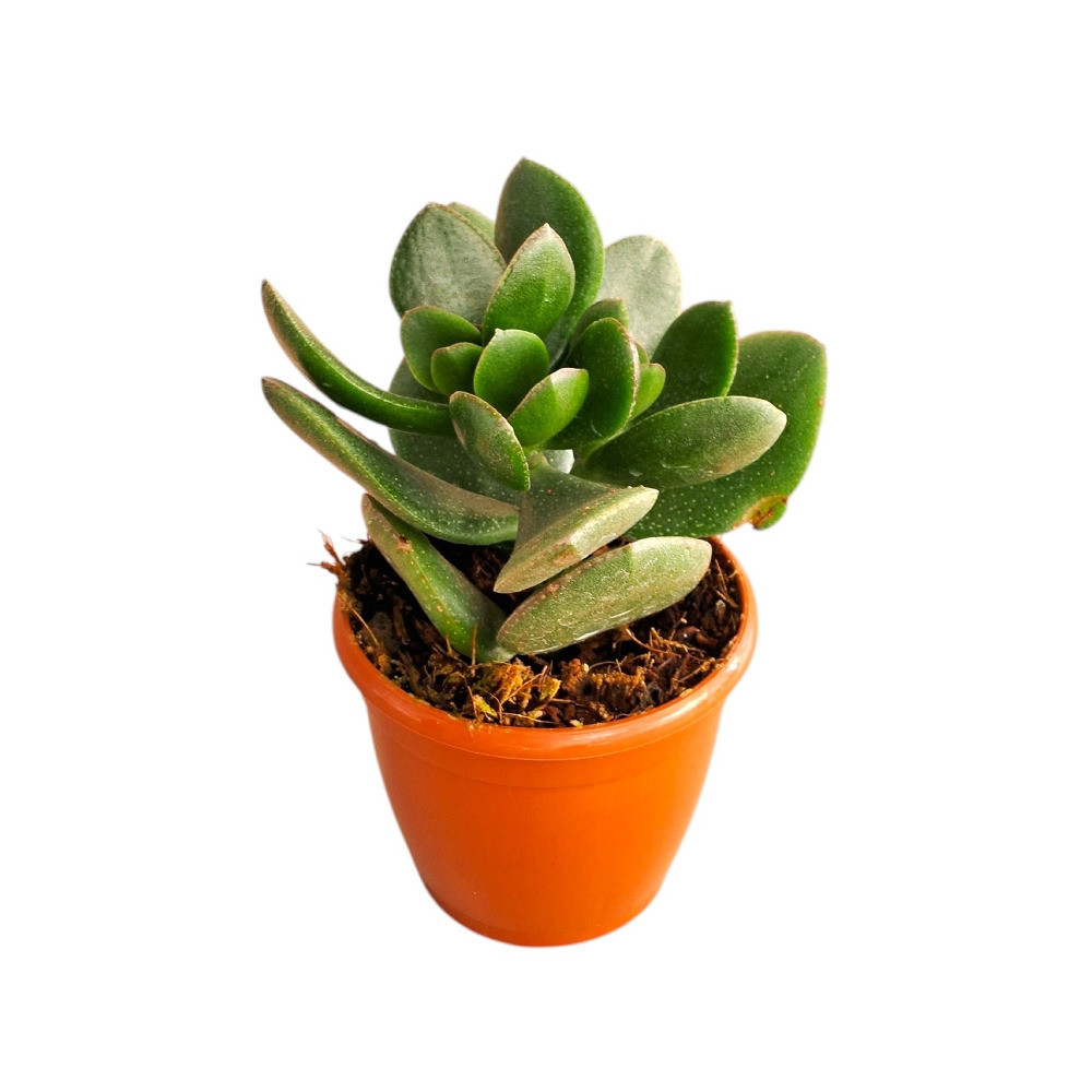 Crassula ovata Pearl Jade – Pearl Jade Succulent - Nook & Nature