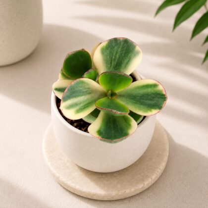 Crassula Ovata Tricolor H2 - Nook & Nature