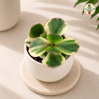 Crassula Ovata Tricolor H2 - Nook & Nature