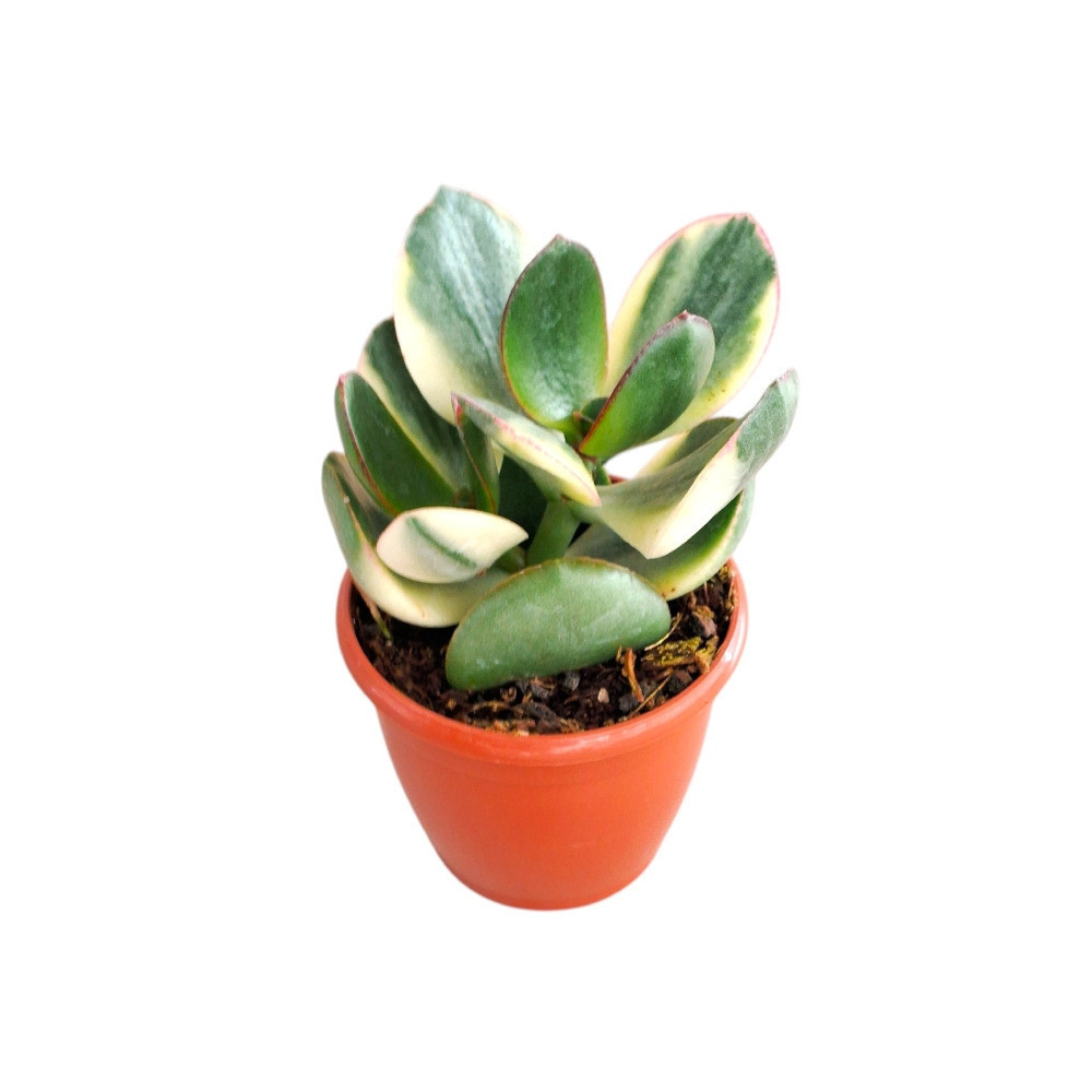 Crassula ovata ‘Tricolor’ - Nook & Nature